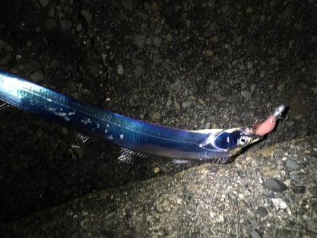 雨の中の太刀魚釣り